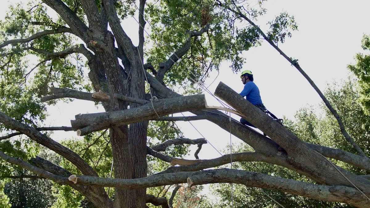 Professional Crown Thinning performed by certified arborists in Starford