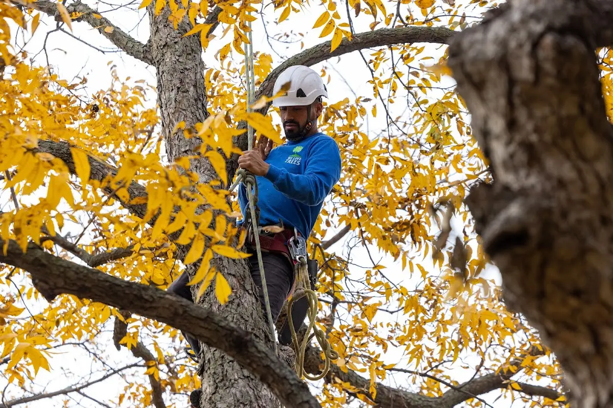 Skilled Tree Pruning crew working in Starford