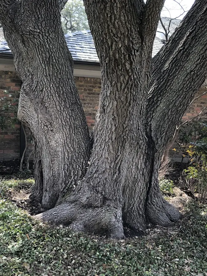 Mature heritage tree close to a Starford property cared for by certified arborists
